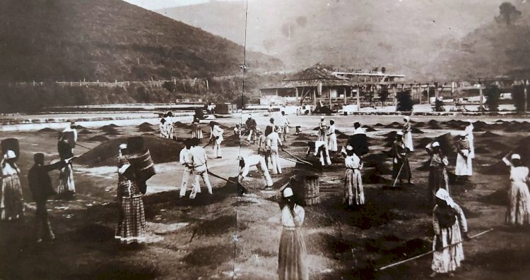 1882 - Escravos secando café